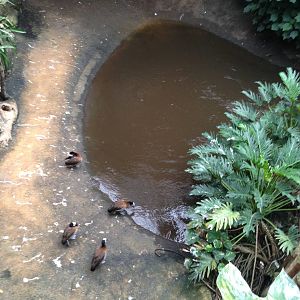 South America House Pond at Tropical World - 02/10/2013