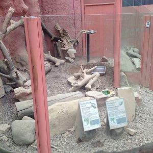 Sudan Plated Lizard / Elongated Tortoise Exhibit at Tropical World - 02/10/