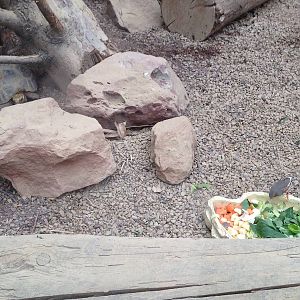 Elongated Tortoise / Zebra Finch at Tropical World - 02/10/2013