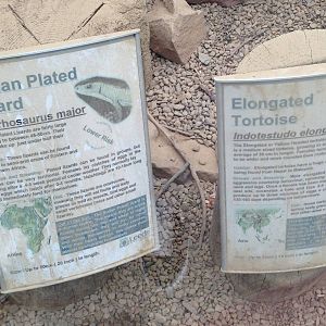 Sudan Plated Lizard / Elongated Tortoise Signage at Tropical World - 02/10/