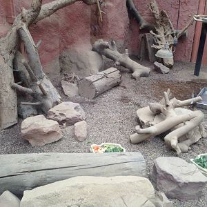 Sudan Plated Lizard / Elongated Tortoise Exhibit at Tropical World - 02/10/