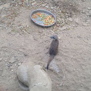 Meerkat at Tropical World - 02/10/2013