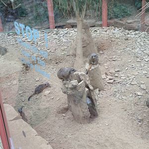 Meerkat Exhibit at Tropical World - 02/10/2013
