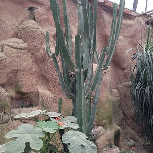 Tall Cactus at Tropical World - 02/10/2013