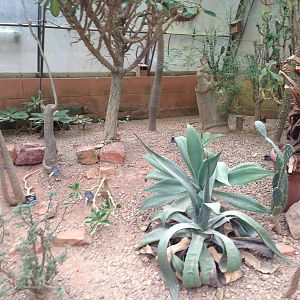 Desert House Foliage at Tropical World - 02/10/2013