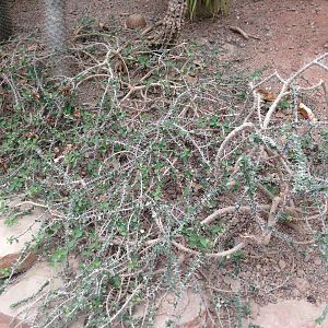Plant in the Desert House at Tropical World - 02/10/2013