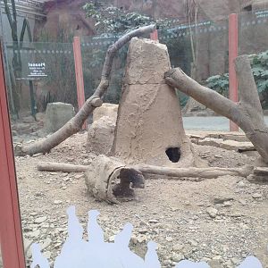 Meerkat Exhibit at Tropical World - 02/10/2013