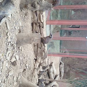 Meerkat Exhibit at Tropical World - 02/10/2013