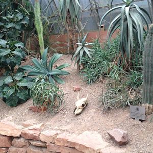 Desert House Foliage at Tropical World - 02/10/2013