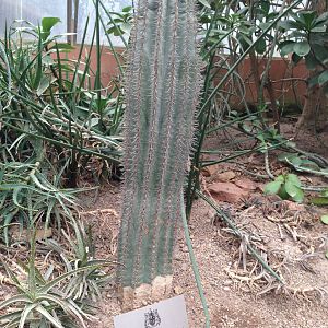 Cactus Planted by South Korean Mayor at Tropical World - 02/10/2013