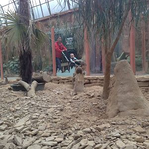 Meerkat Exhibit at Tropical World - 02/10/2013