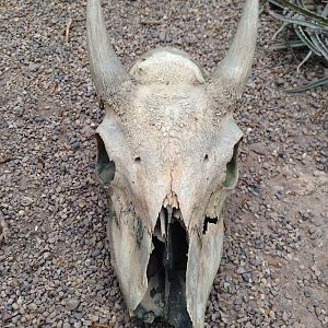 Skull in the Desert House at Tropical World - 02/10/2013