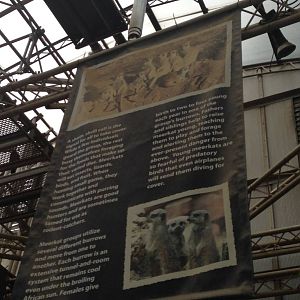 Meerkat Information at Tropical World