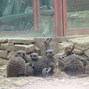 Meerkats at Tropical World - 02/10/2013
