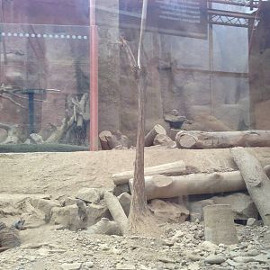 Meerkat Exhibit at Tropical World - 02/10/2013