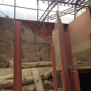 Meerkat Exhibit at Tropical World - 02/10/2013