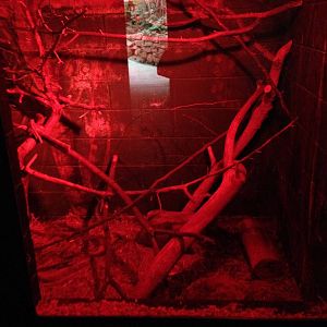 Lesser Hedgehog Tenrec Exhibit at Tropical World - 02/10/2013