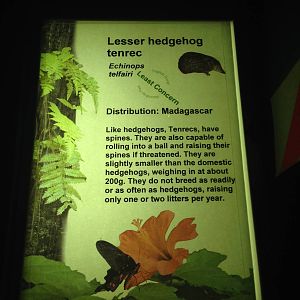 Lesser Hedgehog Tenrec Signage at Tropical World - 02/10/2013