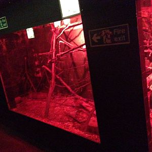 Lesser Hedgehog Tenrec Exhibit at Tropical World - 02/10/2013