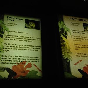 Nocturnal Zone Signage at Tropical World - 02/10/2013