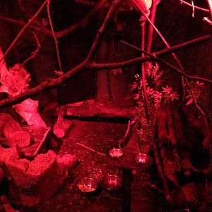 Lesser Mouse Lemur / Giant Jumping Rat Exhibit at Tropical World - 02/10/20