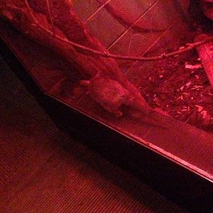 Giant Jumping Rat at Tropical World - 02/10/2013