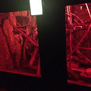 Pygmy Slow Loris Exhibit at Tropical World - 02/10/2013