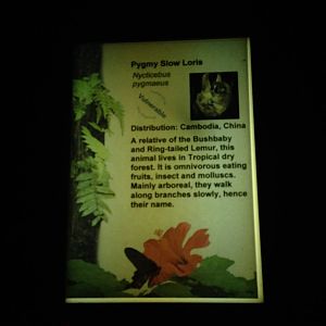 Pygmy Slow Loris Signage at Tropical World - 02/10/2013