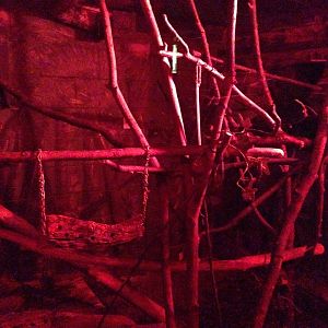 Pygmy Slow Loris Exhibit at Tropical World - 02/10/2013