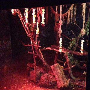 Egyptian Fruit Bat Exhibit at Tropical World - 02/10/2013