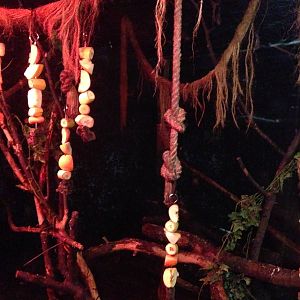 Egyptian Fruit Bat Exhibit at Tropical World - 02/10/2013