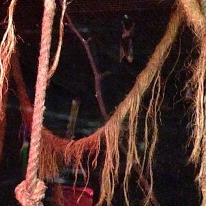 Egyptian Fruit Bat Exhibit at Tropical World - 02/10/2013