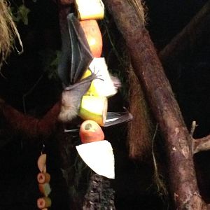 Egyptian Fruit Bat at Tropical World - 02/10/2013