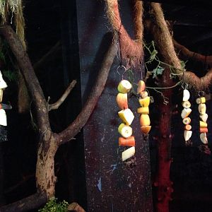 Egyptian Fruit Bat Exhibit at Tropical World - 02/10/2013