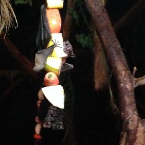 Egyptian Fruit Bat at Tropical World - 02/10/2013