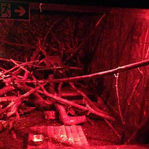 Douroucouli / Armadillo Exhibit at Tropical World - 02/10/2013