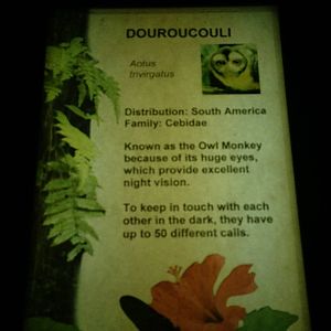 Douroucouli Signage at Tropical World - 02/10/2013