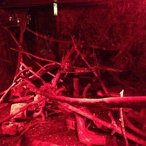 Douroucouli / Armadillo Exhibit at Tropical World - 02/10/2013