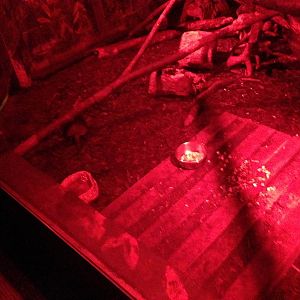 Douroucouli / Armadillo Exhibit at Tropical World - 02/10/2013