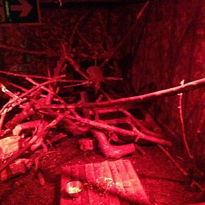 Douroucouli / Armadillo Exhibit at Tropical World - 02/10/2013