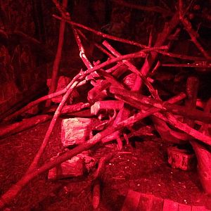 Douroucouli / Armadillo Exhibit at Tropical World - 02/10/2013