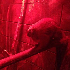 Douroucouli at Tropical World - 02/10/2013