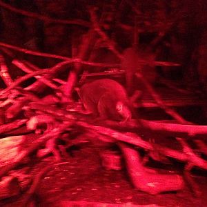 Douroucouli / Armadillo Exhibit at Tropical World - 02/10/2013