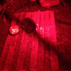 Large Hairy Armadillo at Tropical World - 02/10/2013