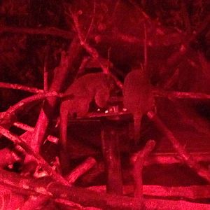 Douroucoulis at Tropical World - 02/10/2013