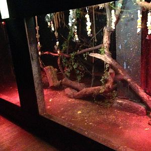 Egyptian Fruit Bat Exhibit at Tropical World - 02/10/2013