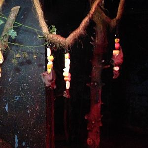 Egyptian Fruit Bat Exhibit at Tropical World - 02/10/2013