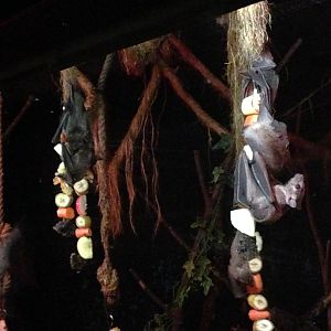 Egyptian Fruit Bat Exhibit at Tropical World - 02/10/2013