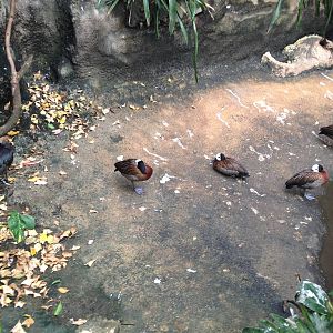 White-faced Whistling Ducks and Glossy Ibis at Tropical World - 02/10/2013