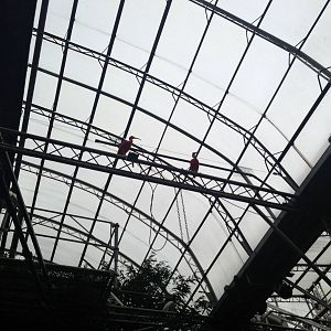 Scarlet Ibis at Tropical World - 02/10/2013